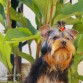 Bill de Mascotas Reales 